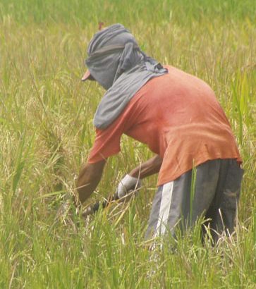 Trade liberalization in agriculture results in worsening poverty, underdevelopment