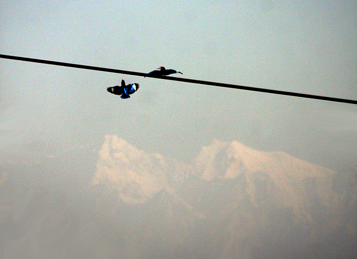 Two brightly-colored birds frolic up on the frosty Himalayan air.  (Matatirtha, Nepal)