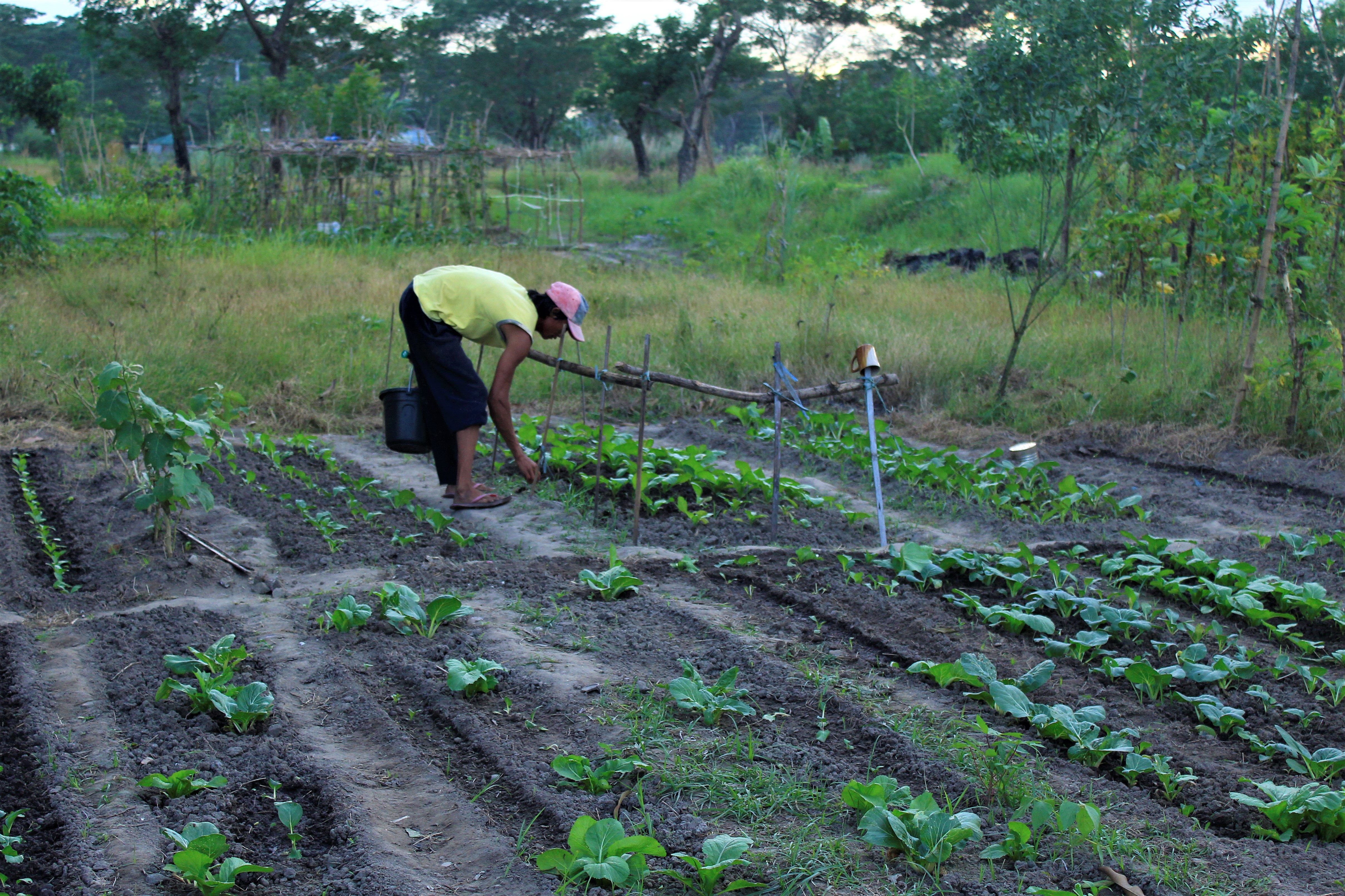 The vegetable garden beside the hut where Balete farmers welcome students and guests visiting the community. (Photo by Karen Ann Macalalad/Bulatlat)