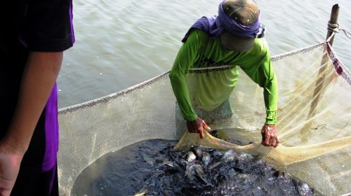fisherman in Manila Bay