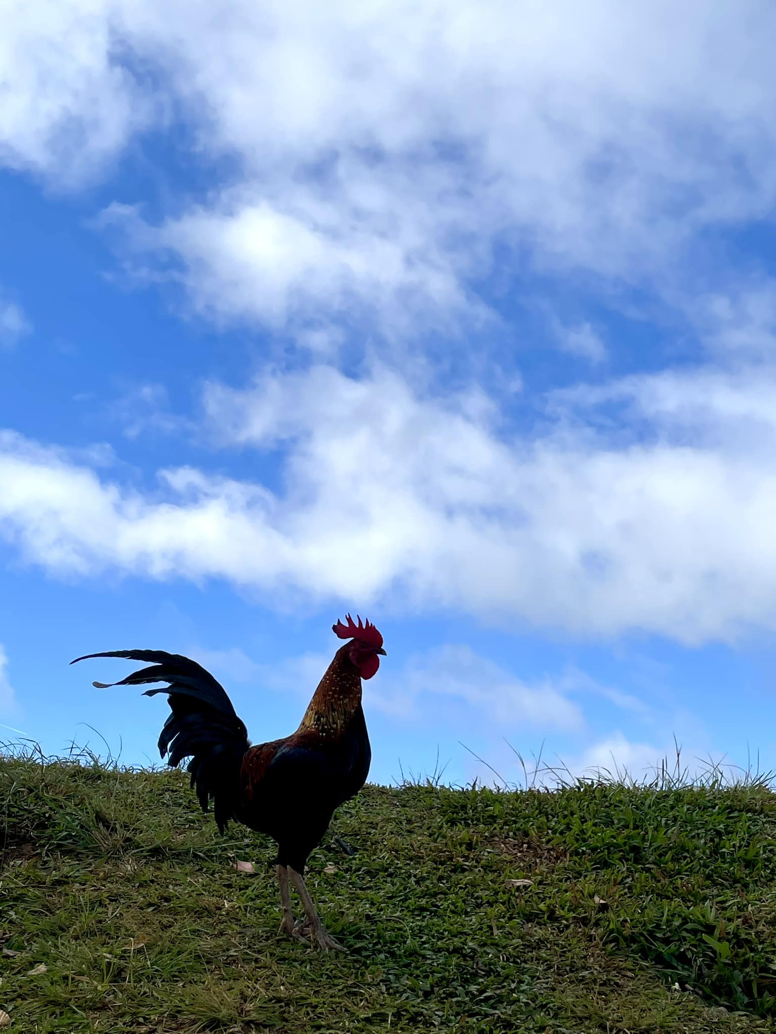 rooster of chicken