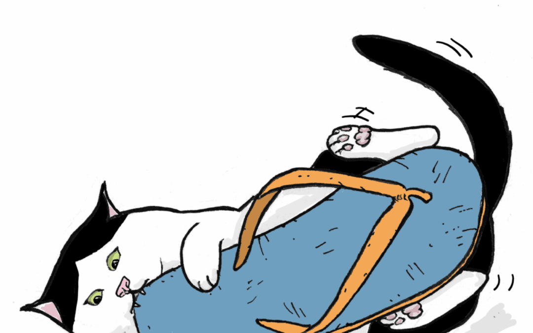 Happy International Cat Day!