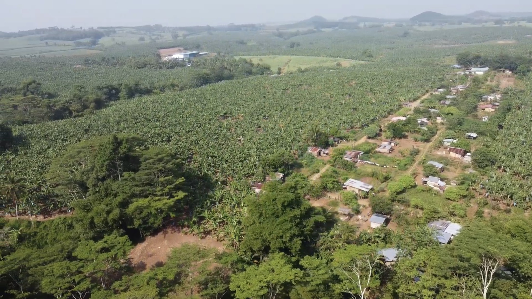 How banana plantation puts Bukidnon Lumad into turmoil