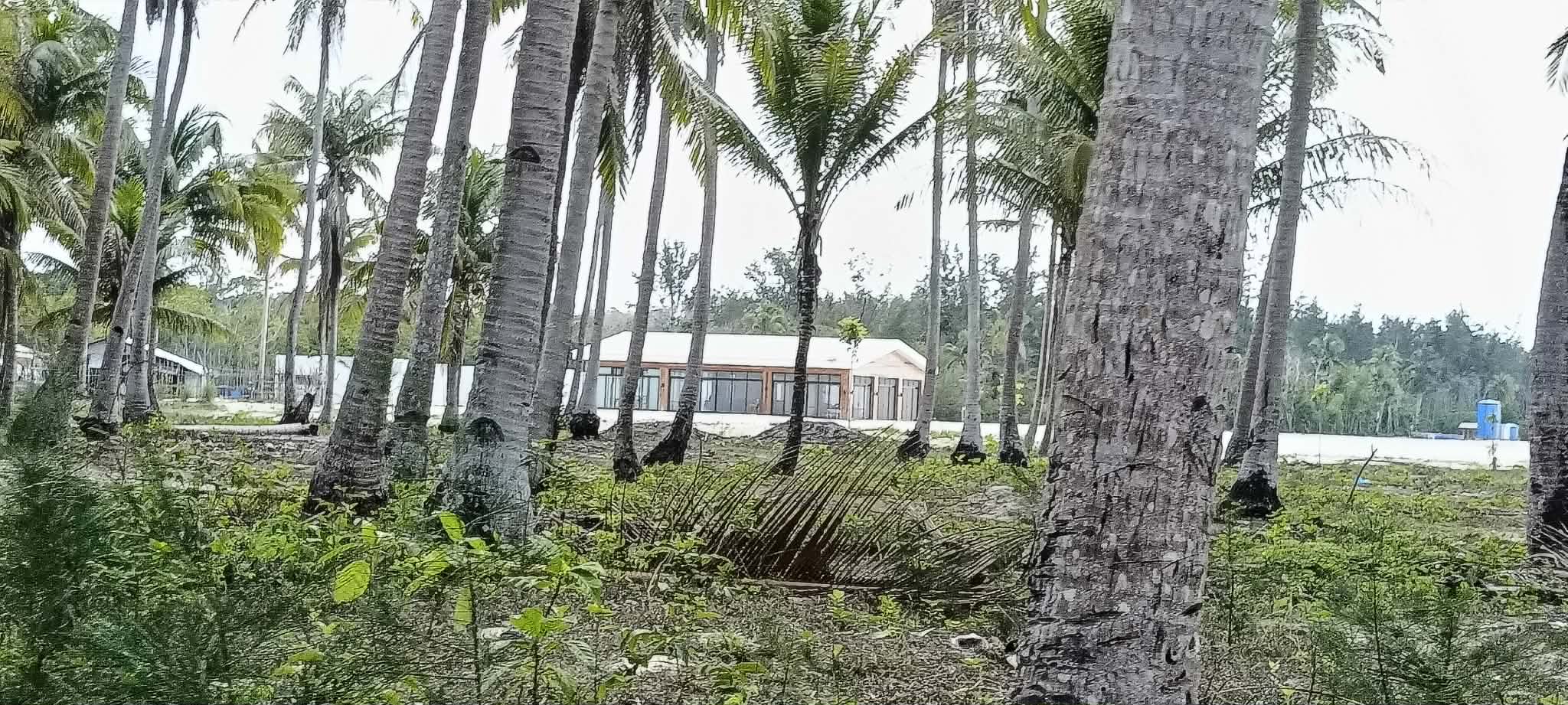 Coconut Trees of Sebaring
